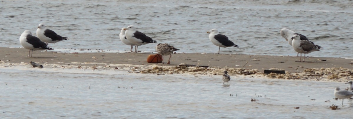 Great Black-backed Gull - Melody Ragle