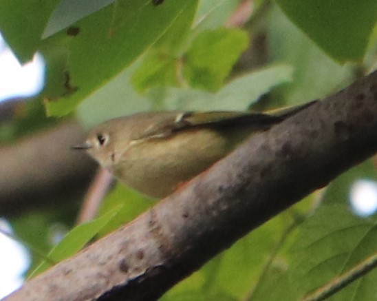 Ruby-crowned Kinglet - ML179746721