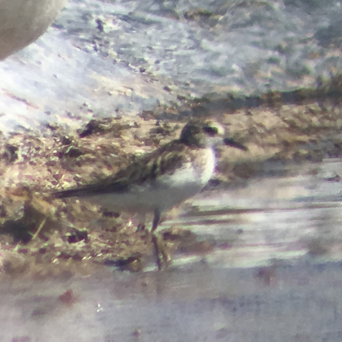 Semipalmated Sandpiper - logan kahle