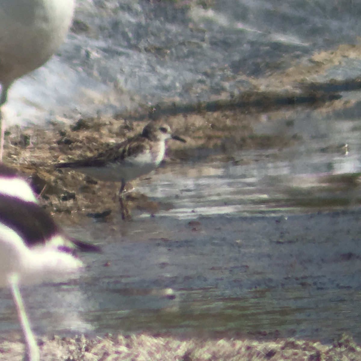 Semipalmated Sandpiper - logan kahle