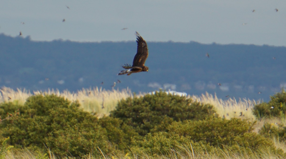 Northern Harrier - ML179746931