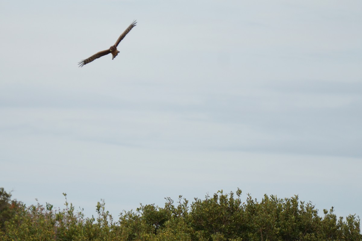 Northern Harrier - ML179746941