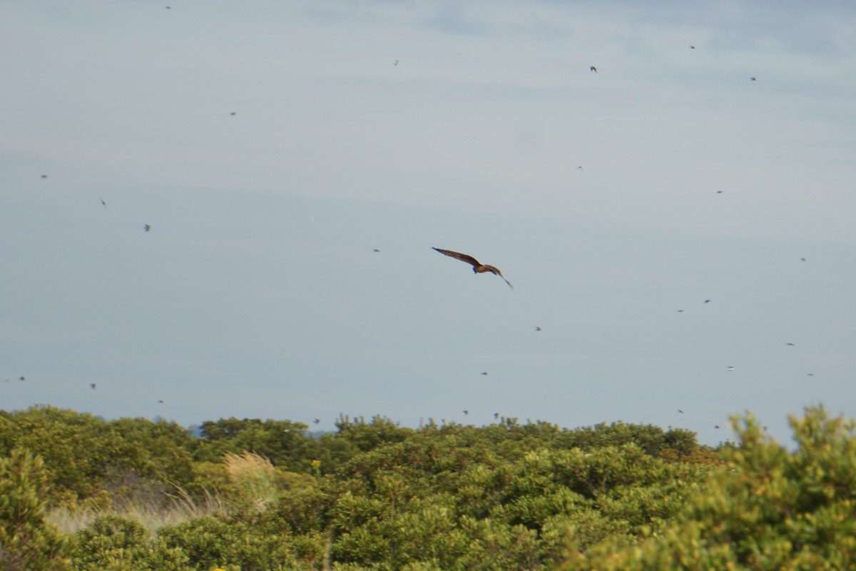 Northern Harrier - ML179746951