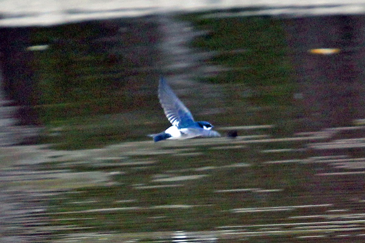 Mangrove Swallow - ML179750111