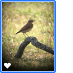 Northern Wheatear - Lisa Holmes