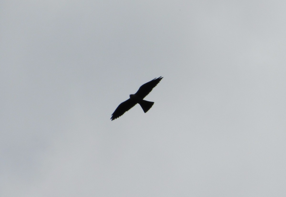 Mississippi Kite - ML179752001