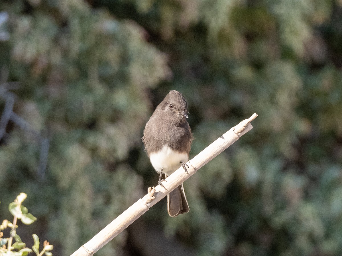 Black Phoebe - ML179752631