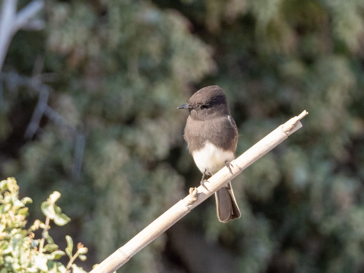 Black Phoebe - ML179752781