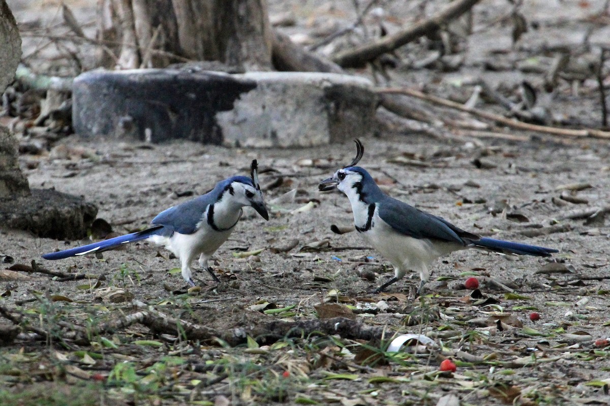 White-throated Magpie-Jay - ML179754101