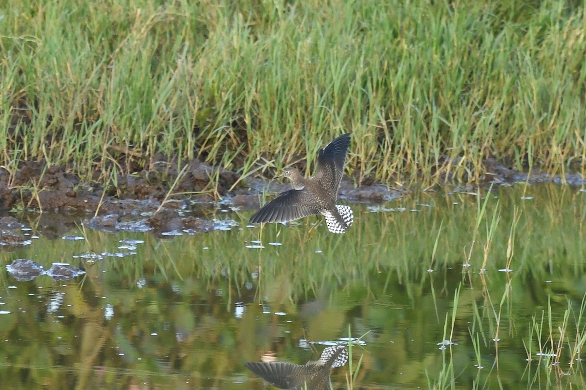 Solitary Sandpiper - ML179756601