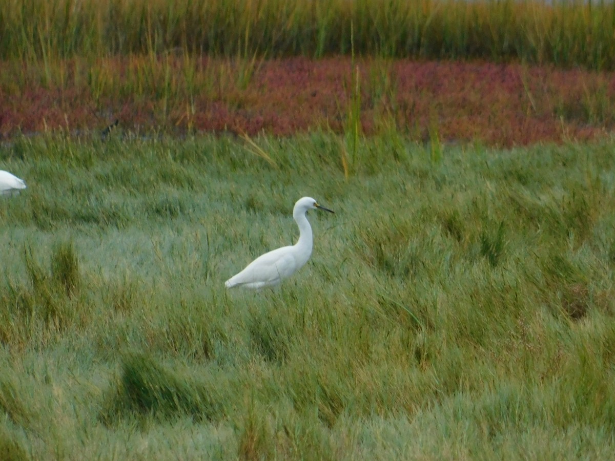 Snowy Egret - Luis Mendes