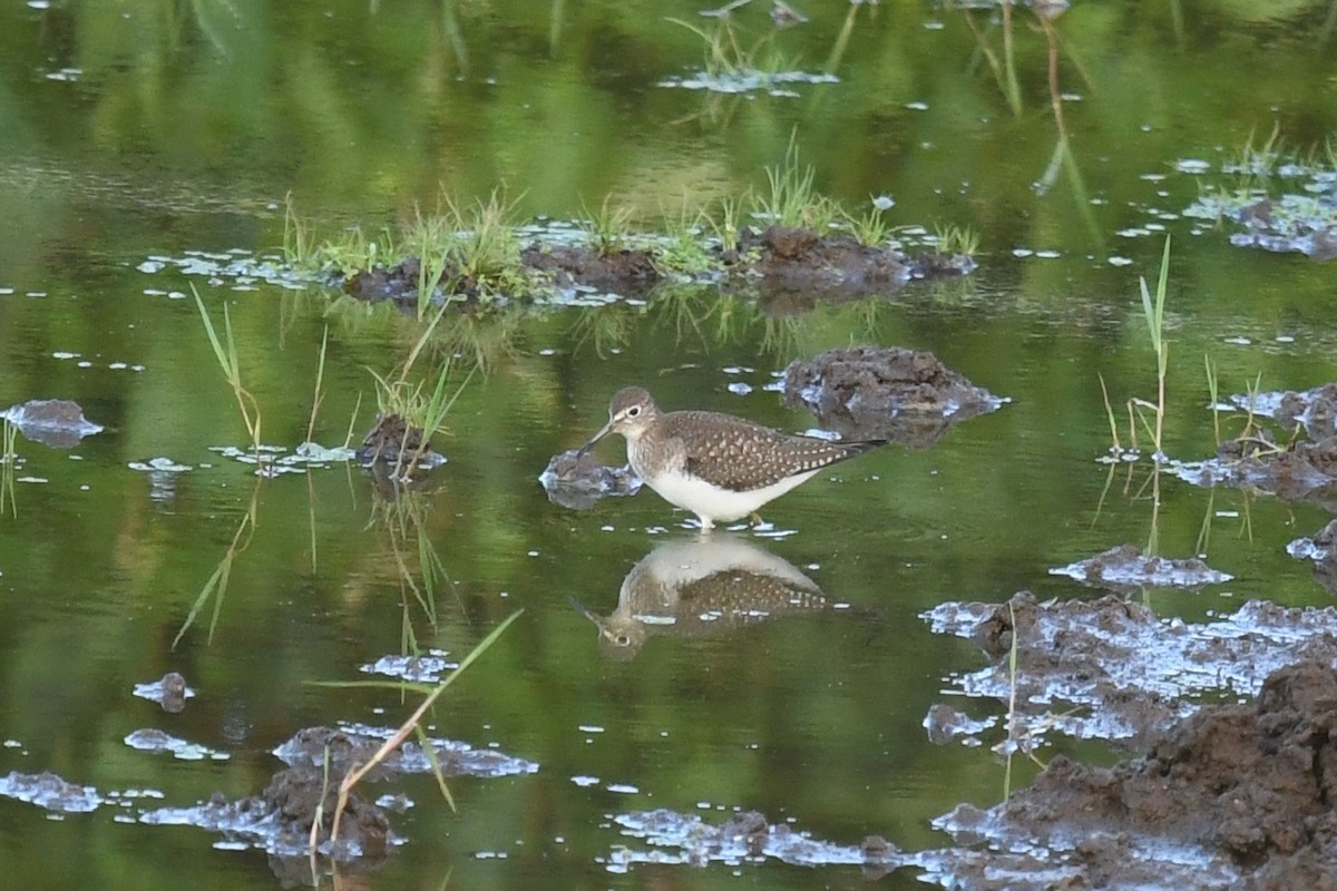 Solitary Sandpiper - ML179757551