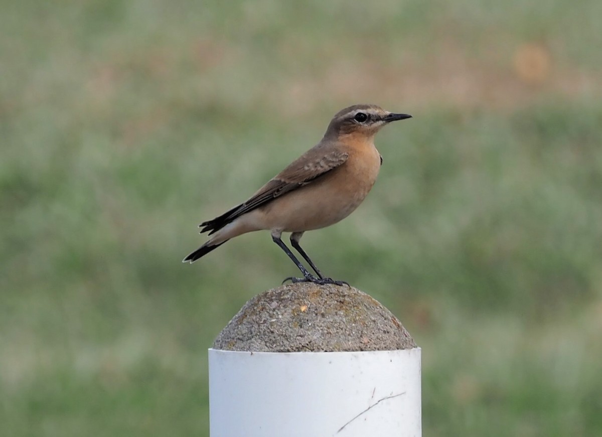 Northern Wheatear - ML179757601