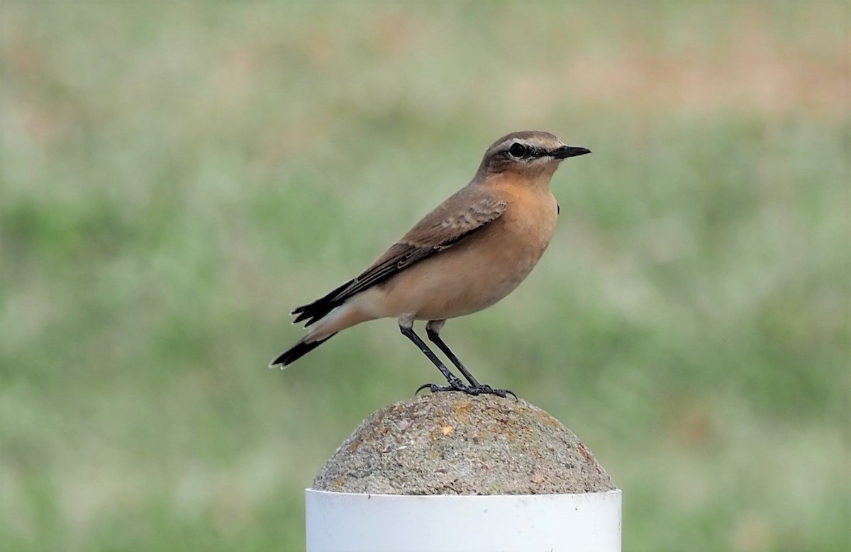 Northern Wheatear - dean anderson