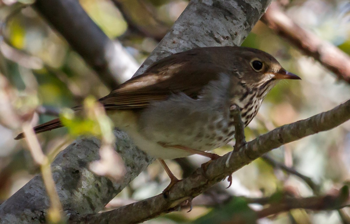 Hermit Thrush (guttatus Group) - ML179758501