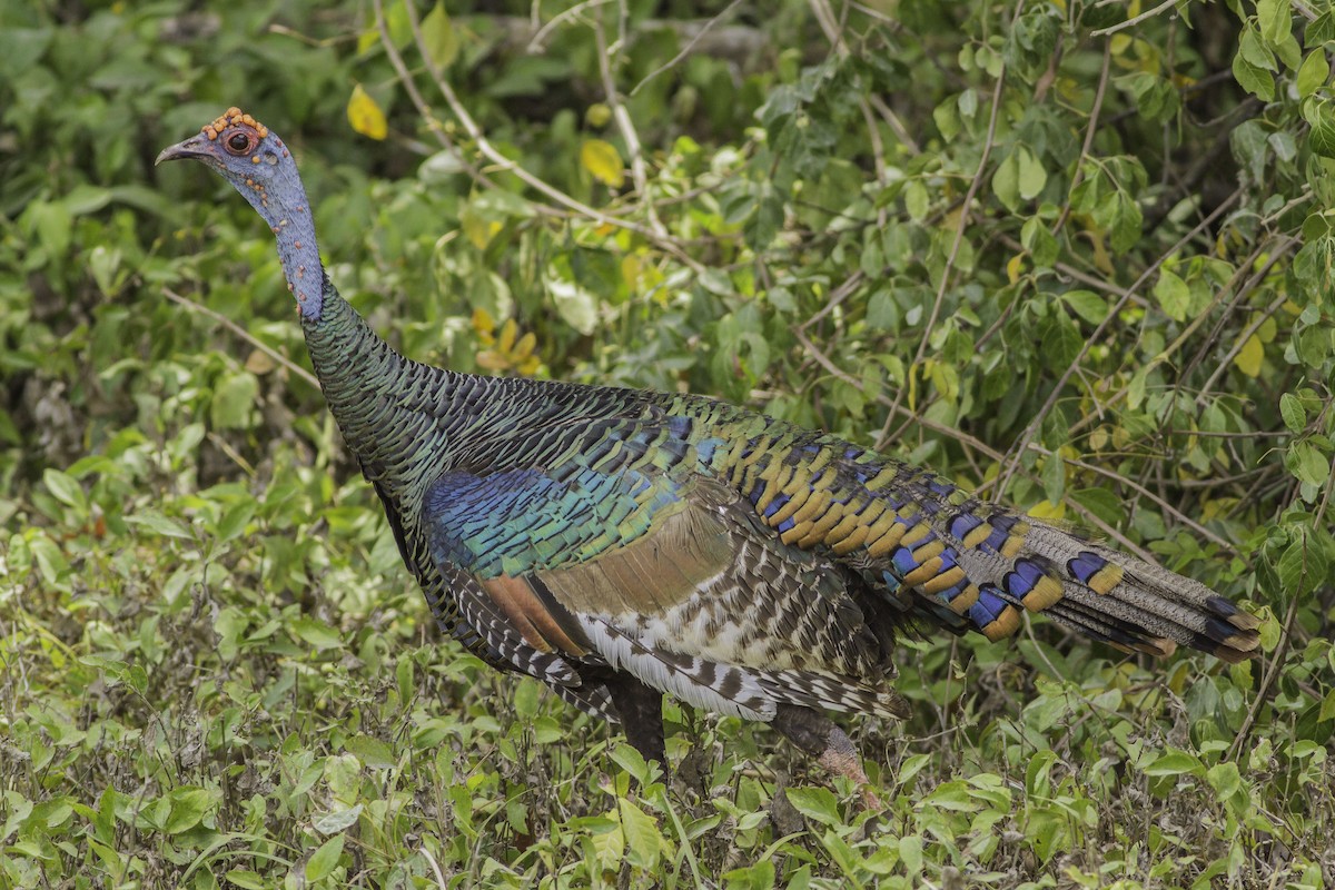 Ocellated Turkey - ML179759251