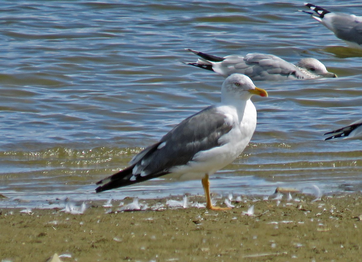 Lesser Black-backed Gull - JoAnn Potter Riggle 🦤