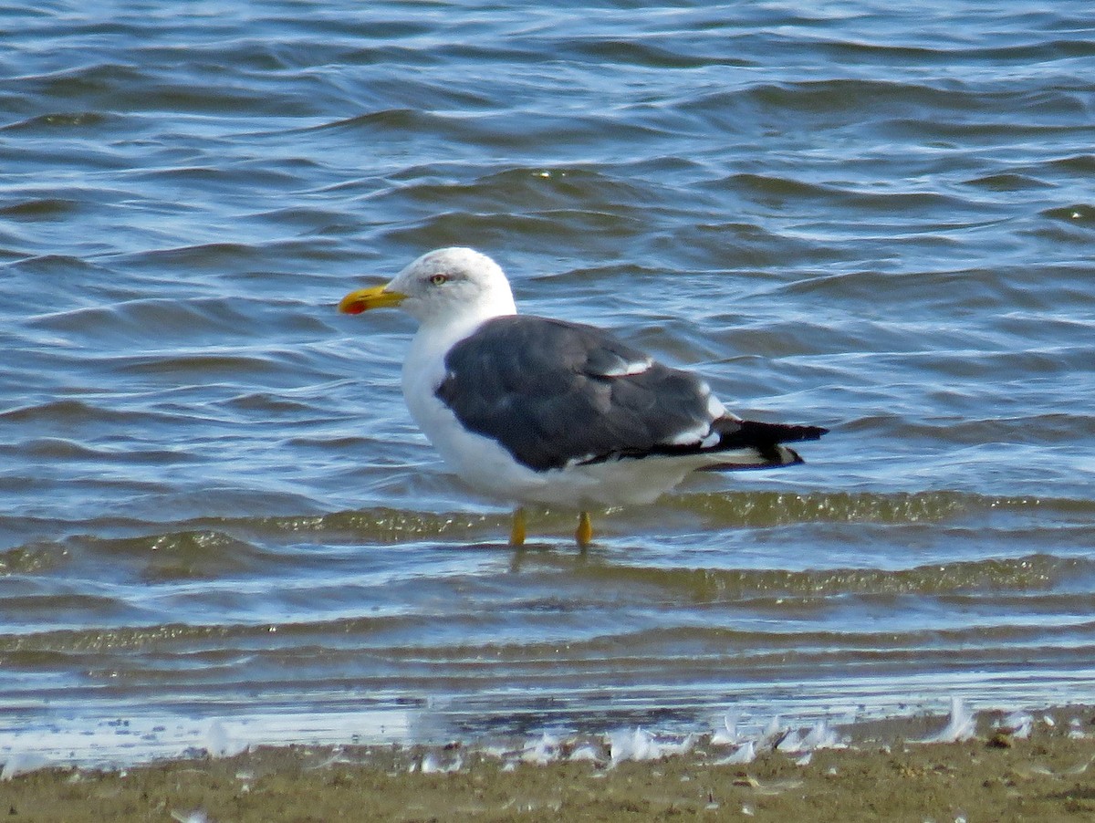 Lesser Black-backed Gull - ML179759921