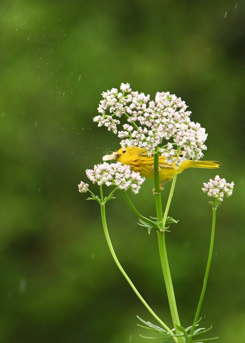 Paruline jaune - ML179762161