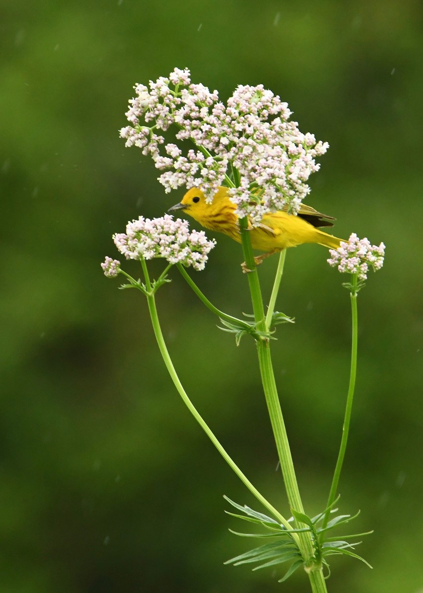 Yellow Warbler - ML179762171