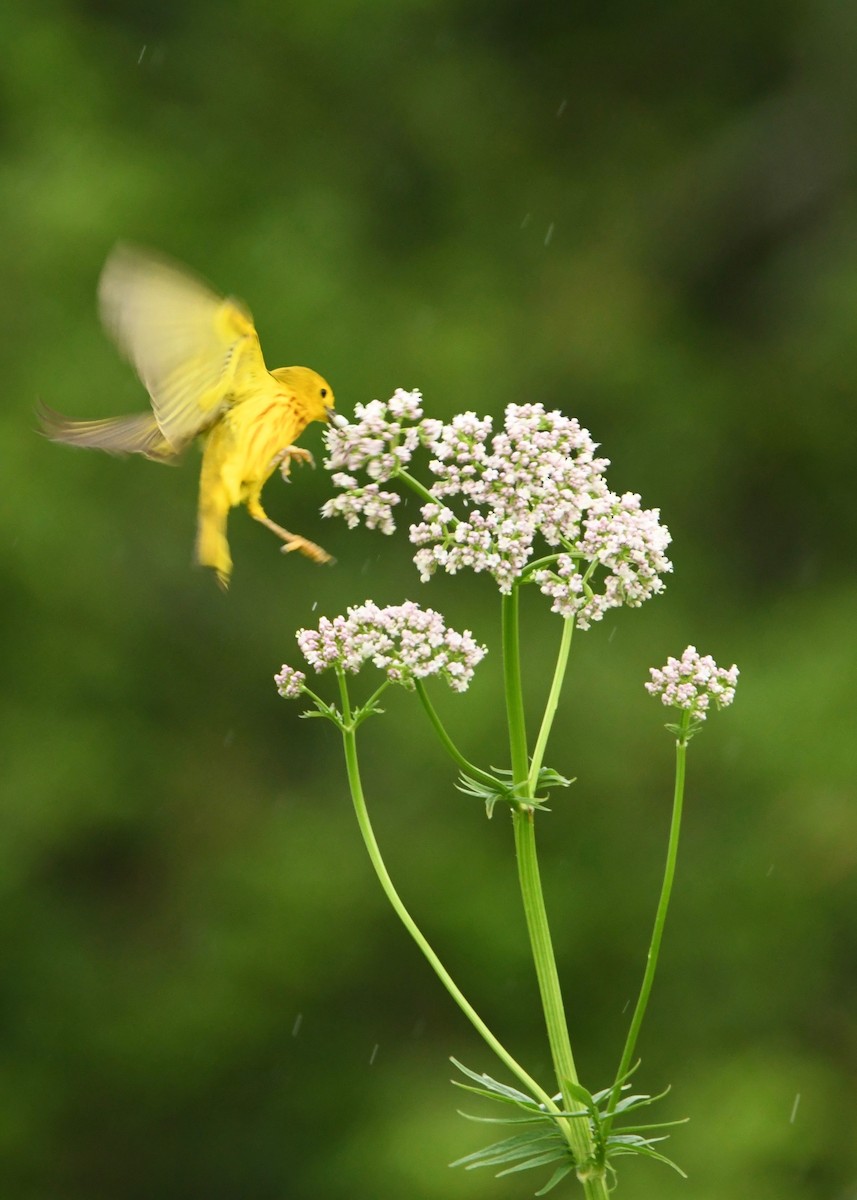 Paruline jaune - ML179762181