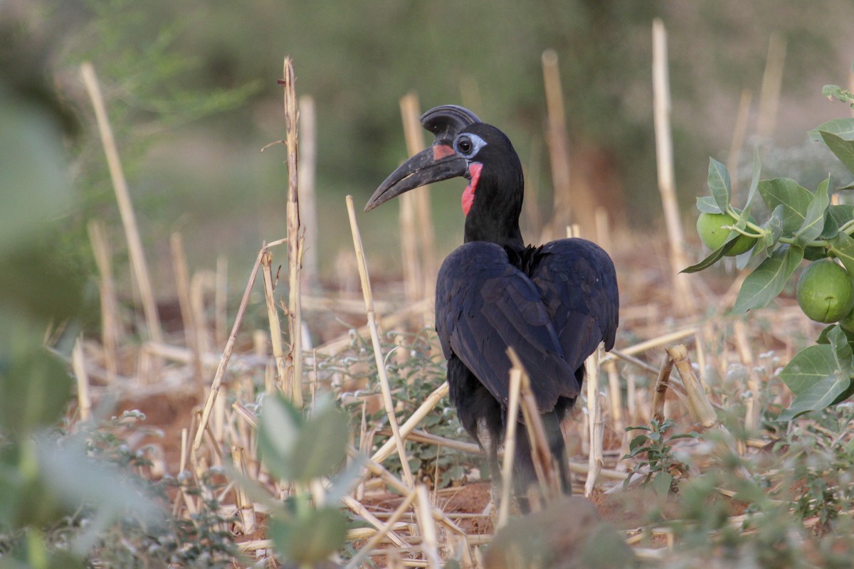 Abyssinian Ground-Hornbill - ML179763371