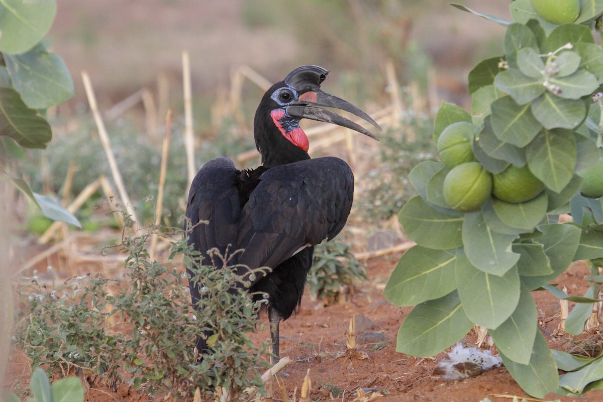 Abyssinian Ground-Hornbill - ML179763391