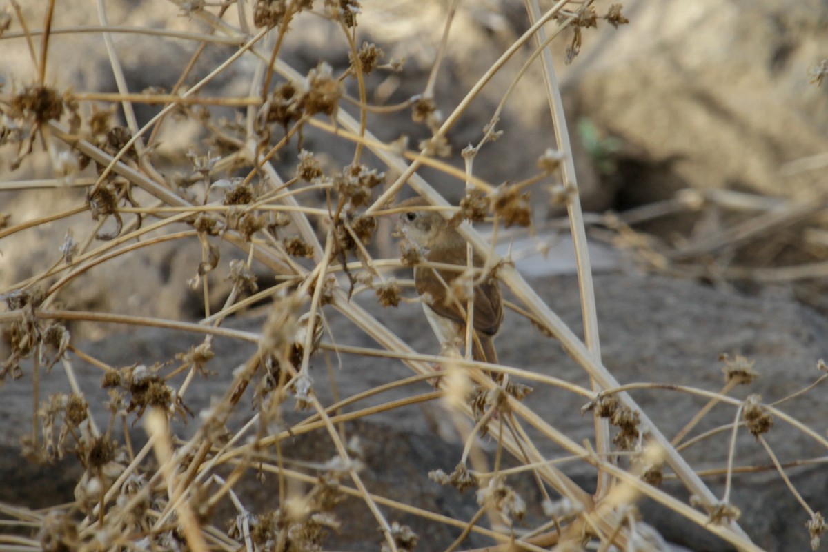 Foxy Cisticola - ML179763511