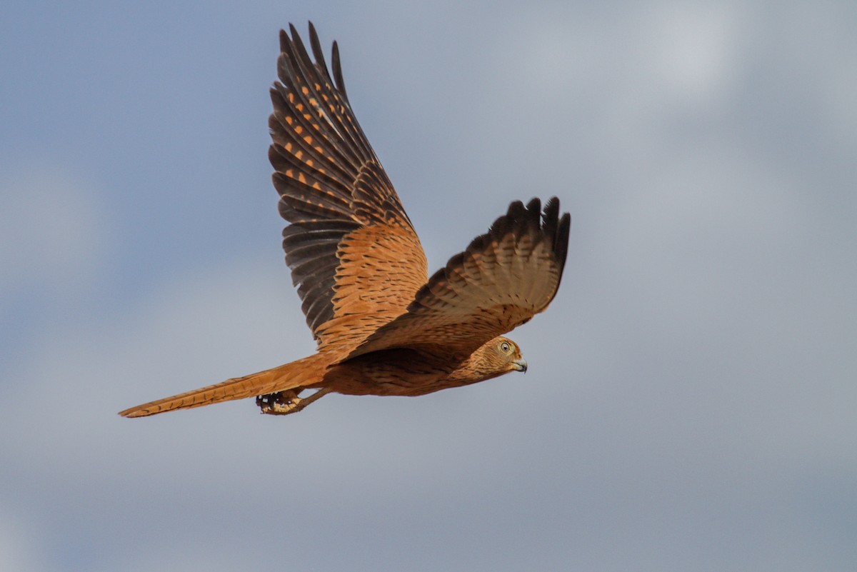 Fox Kestrel - Tommy Pedersen