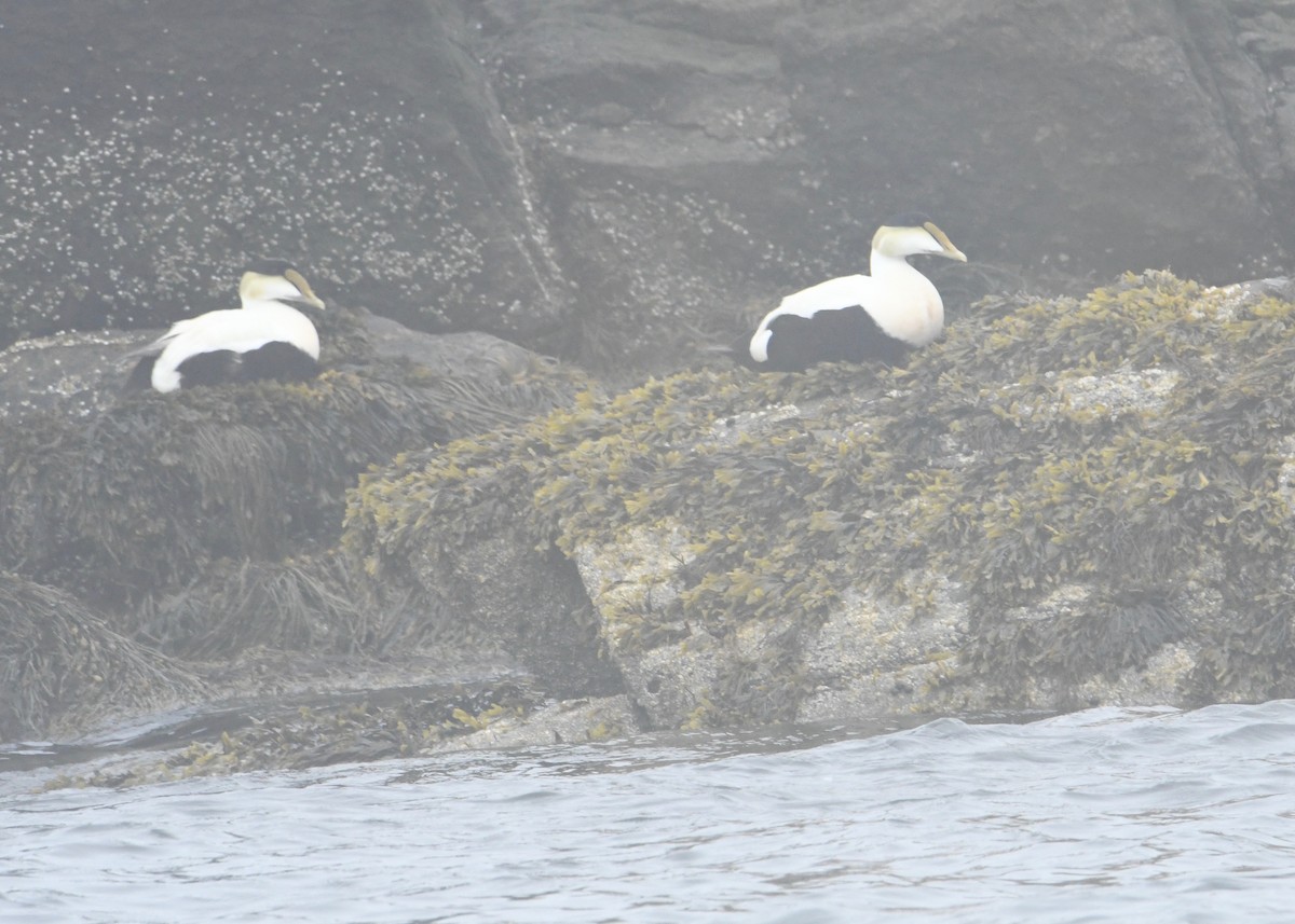 Common Eider - Jason Schultz