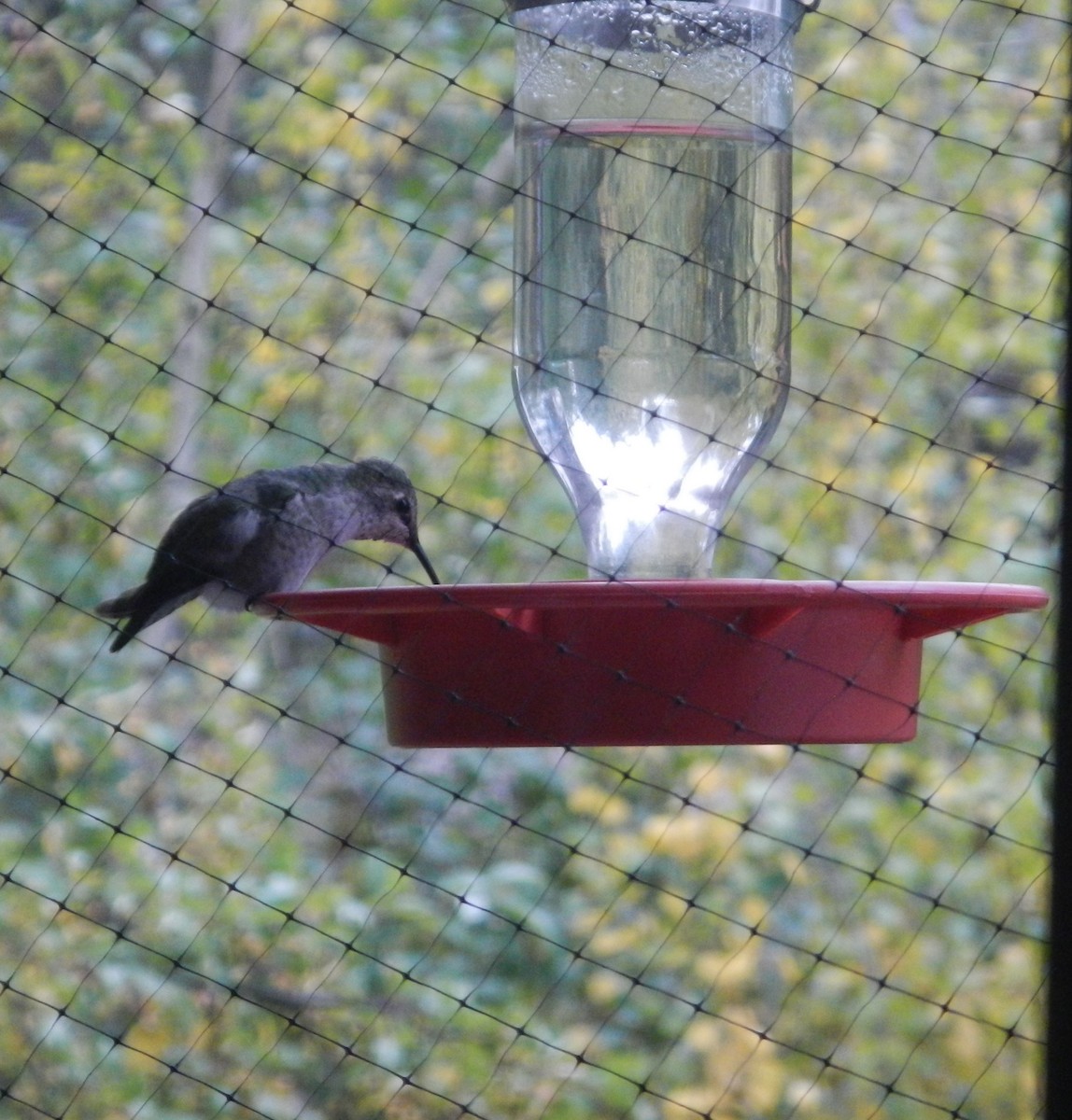 Anna's Hummingbird - David Simmonds