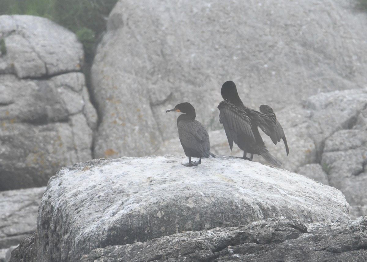 Double-crested Cormorant - ML179764341