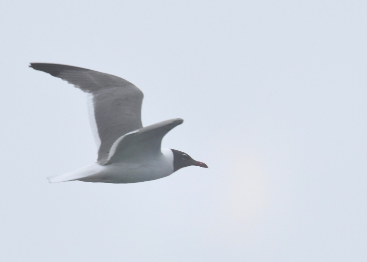 Mouette atricille - ML179764391