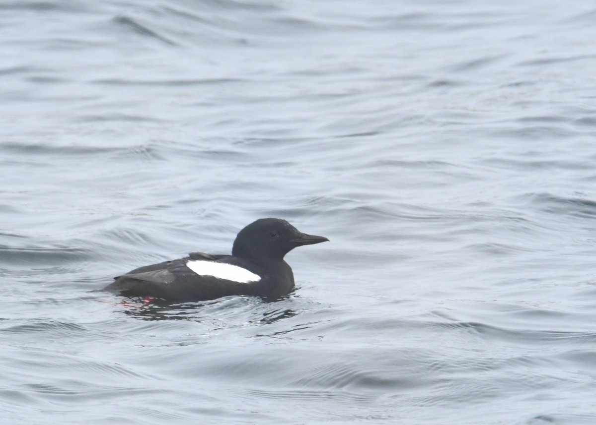 Black Guillemot - Jason Schultz