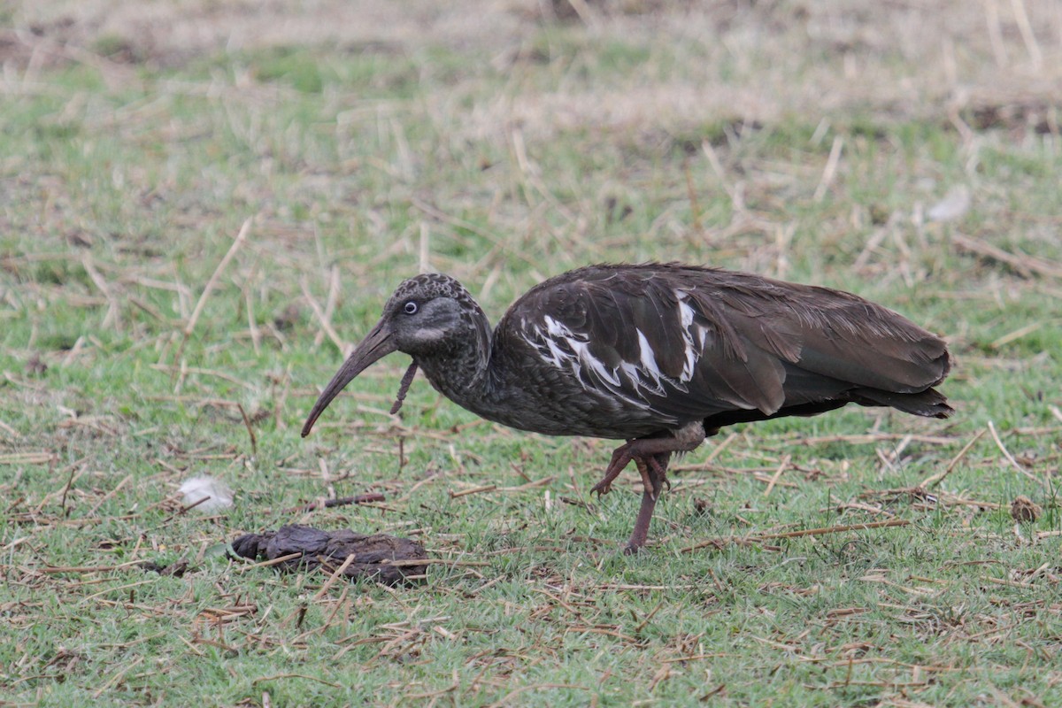 ibis etiopský - ML179764601