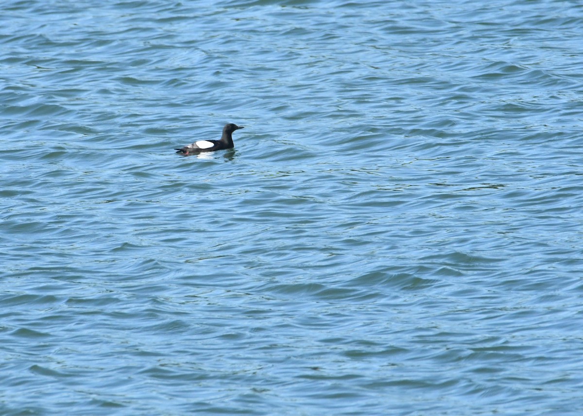 Black Guillemot - ML179764611