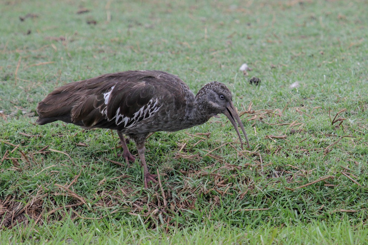 ibis etiopský - ML179764661