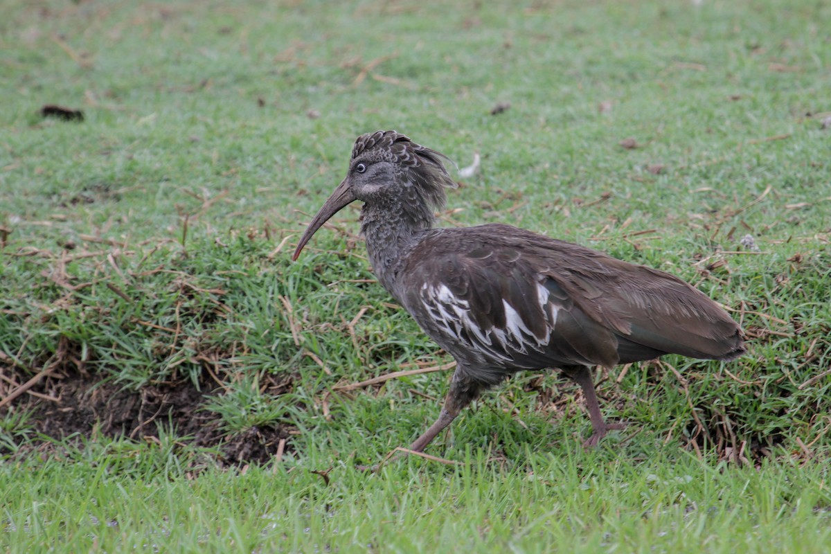 ibis etiopský - ML179764681