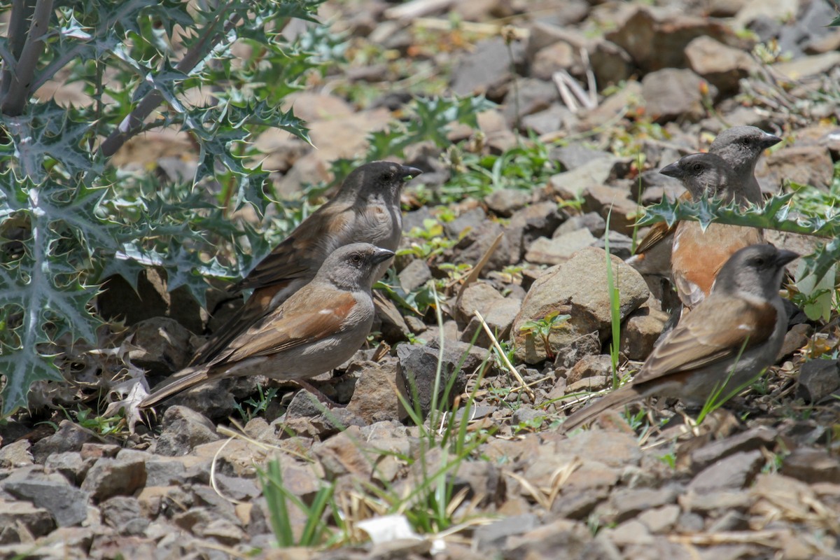 Swainson's Sparrow - ML179764731