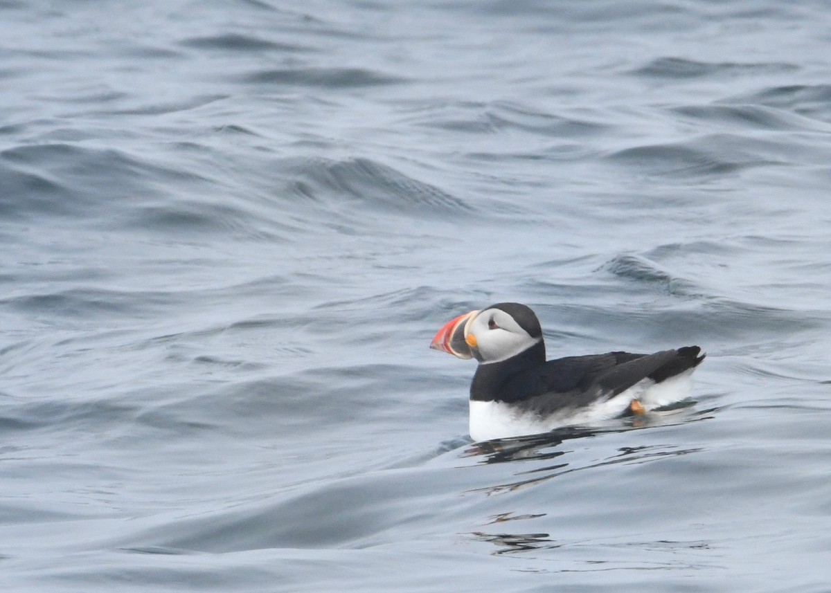 Atlantic Puffin - Jason Schultz