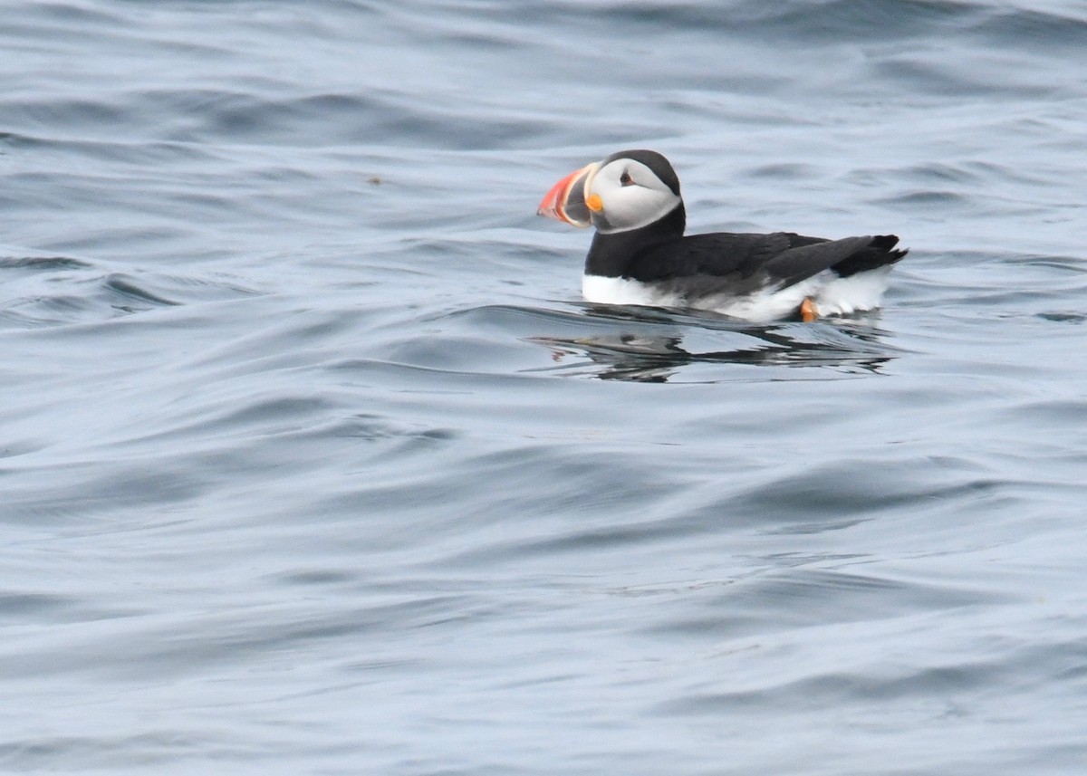 Atlantic Puffin - ML179764851