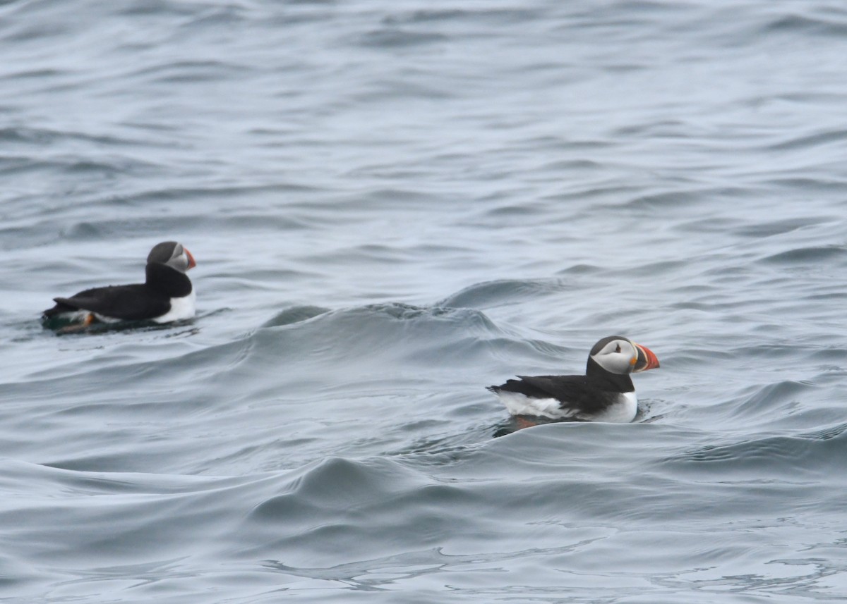 Atlantic Puffin - ML179764871