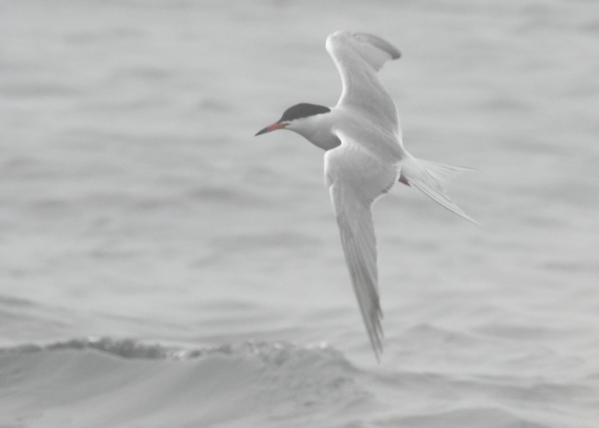 Common Tern - ML179764921