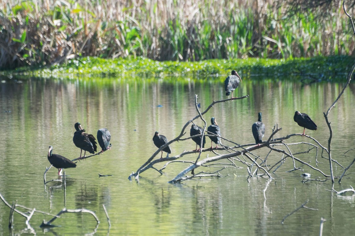 Bare-faced Ibis - Marcos de Campo