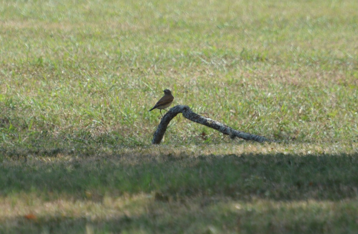 Northern Wheatear - ML179765821