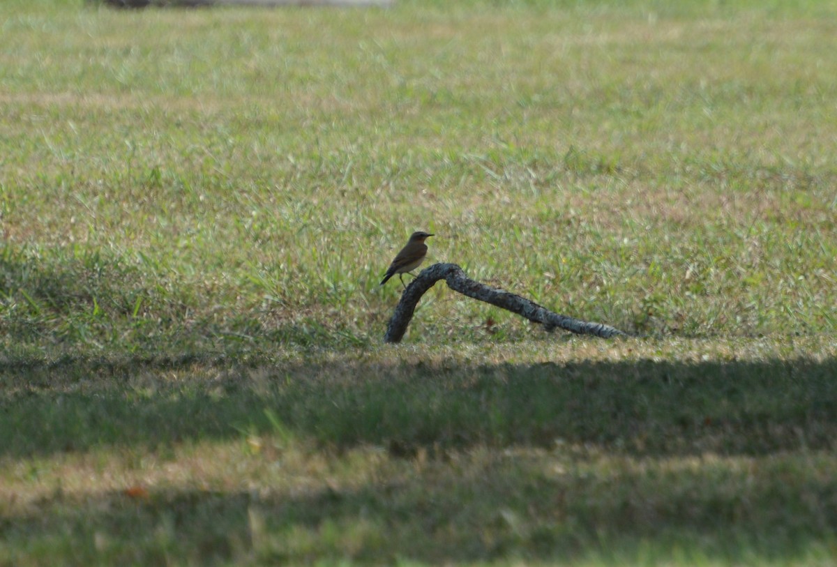 Northern Wheatear - ML179765831