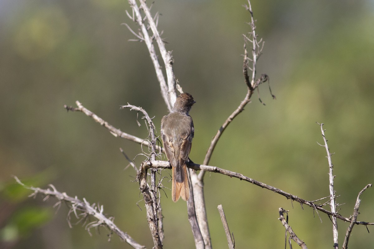 Ash-throated Flycatcher - Nathan French