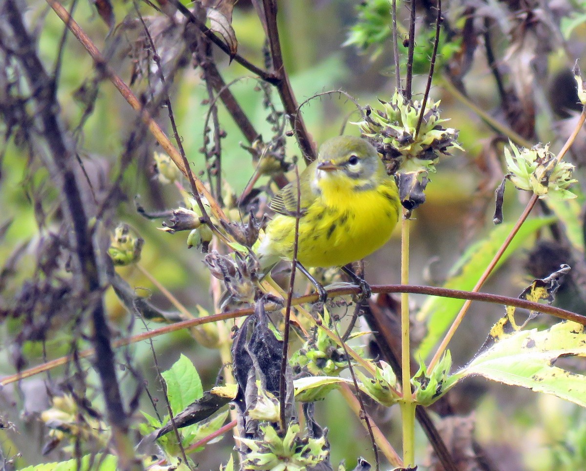 Prairie Warbler - ML179766831