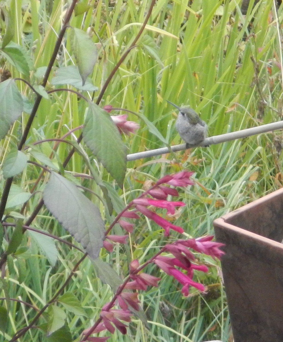 Anna's Hummingbird - David Simmonds