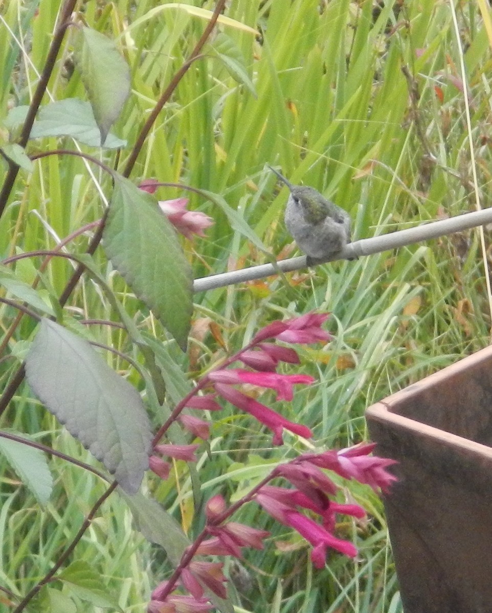 Anna's Hummingbird - ML179767401